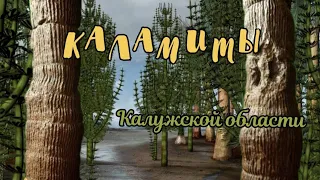 Палеонтология Калужской области. Каламиты. Лимонит. Кремень.