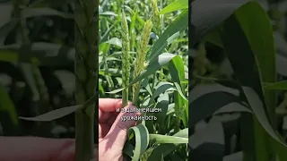 Заморозки на пшенице. Видео от эксперта АКР