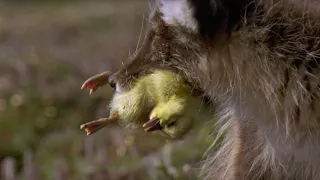 Arctic Fox Snatches Snow Goose Chicks | Planet Earth | BBC Earth