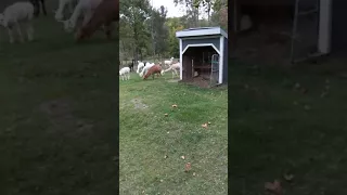 Baby alpacas prancing.