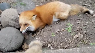 What does Finnegan the fox say?