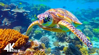 3HRS of 4K Turtle Paradise - Undersea Nature Relaxation Film + Relaxing Music by 4K Relaxation