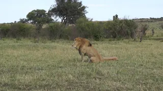 mating Lions in Masai Mara