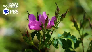 Amache Rose blooms for the first time at the Denver Botanical Gardens