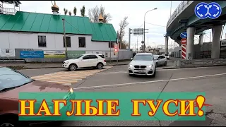 Вектор Движения № 236 Наглые Гуси!