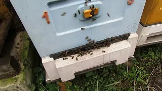 проблемы с пчелами в сентябре - как в сентябре можно потерять семью пчел или отводок