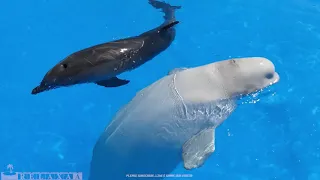AMAZING Dolphins - FUNNY AND CUTE DOLPHIN VIDEOS COMPILATION | RELAX MUSIC
