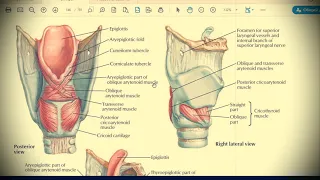 Анатомия с АВ. Гортань (larynx) и трахея (trachea).