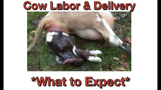 Labor & Delivery in a Dairy Cow - What to EXPECT!