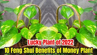 10 Feng Shui Benefits of Golden Pothos (Money Plant)