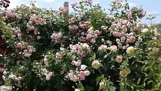 плетистая роза жасмина, питомник роз полины козловой, rozarium.biz.  rose wattle Jasmine variety