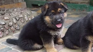 Смешные щенки НЕМЕЦКОЙ ОВЧАРКИ! German Shepherd puppies!