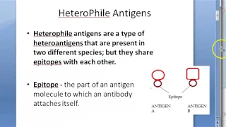 Microbiology 124 a HeteroPhile Antigens Epitope Weil Felix Reaction Paul Bunnell Cold Agglutination