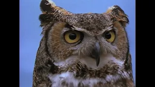 Wild America (1983) | S2 E7 'Owls: Lords of Darkness' | Full Episode | FANGS