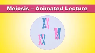 Meiosis steps | what is the purpose of meiosis - Animated Lecture (Embryology)