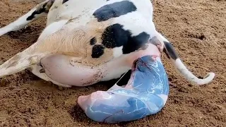 Cow  giving birth | Baby Calf being born | Cow delivery video | cow giving birth #trending #viral