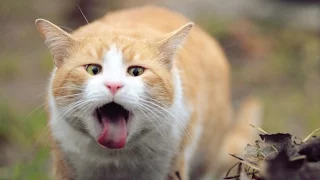 Funny and cute animal 2015 ► Смешные и милые животные ► Прикольные котики ► Прикольные животные