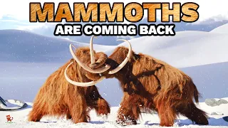 Scientists with a wild mission : Bring back the Mammoth alive