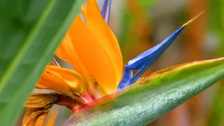 Pollinating Bird of Paradise Flowers