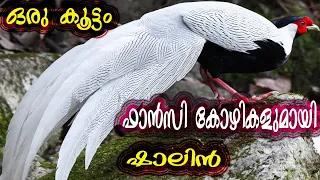 Spanish White Face, Silver Pheasant, Brahma, Milli Flower, American Silky || ഒരടിപൊളി ഫാൻസി കോഴി ഫാം