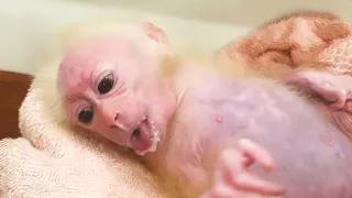 Baby Bibi vomited while drinking milk