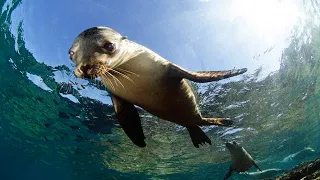 Die Freundlichsten Tiere Im Meer / Dokumentation