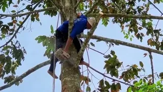 Vua Khỉ Cưa Cây Dầu Cao Khủng. Sawing a giant Dipterocarpus alatus tree