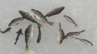 По последнему льду за окунем. О рыбалке всерьез. Выпуск 360 HD