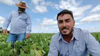 1 Avaliação de controle de percevejos 3 dias após aplicação na cultura da soja do inseticida CURBIX🌱