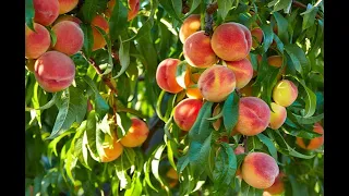 Learn the "Ellen White Method" for planting fruit-bearing trees