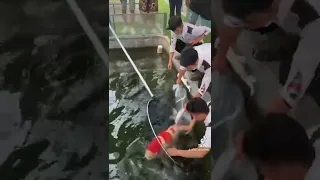 Cá koi kohaku siêu vip
