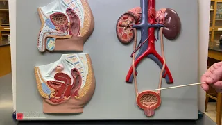 2402 Lab Urinary 1 Kidneys and Bladder