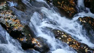 1 HORA de som de riacho para relaxar