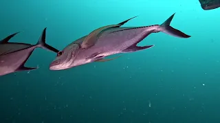 Kuredu Diving 2022 (GoPro 11)