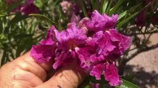 Desert willow, Chilopsis linearis, outside Sedona, Arizona