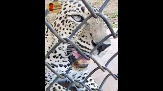 Tiger attacks caught on camera | Pinnawala zoo | Attakin Tiger