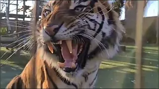 ANGRY LION ATTACK VS ANGRY TIGER ATTACK