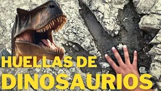 Rastros y huellas de Dinosaurios 🦖 en el Valle de Tehuacán, Puebla.