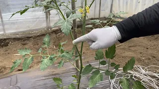 トマトの育て方は最初が肝心・わき芽かきと整枝方法　21/5/1