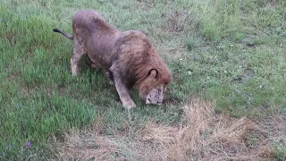 Вот и Гек полакомился курочкой! ! Тайган. So the lion ate a chicken! ! Taigan.