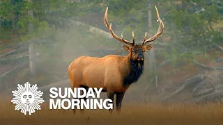 Nature: Elk at Yellowstone