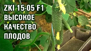 ОГУРЕЦ ZKI 15-05 F1 - ВЫСОКОЕ КАЧЕСТВО ПЛОДОВ (17-09-2018)