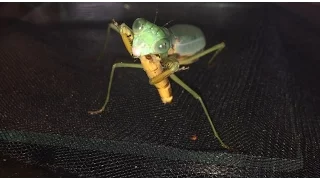 Prohierodula Laticollis Feeding, Plus Giant Rain Forest Mantis Has Moulted.