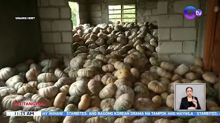 Mga magsasaka sa Zaragoza, Nueva Ecija, problemado sa oversupply ng kalabasa | BT