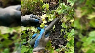 На прогулке по осеннему лесу, проверяем сигналы металлоискателя, в поисках клада...