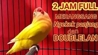 masteran merangsang lovebird ngekek panjang doblelan | pancingan lb full ngekek 2 jam