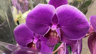 В Оби орхидеи по 299 руб!