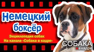 Немецкий боксер. Энциклопедия пород собак.