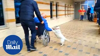 Heartwarming moment loyal dog reunites with hospitalized owner