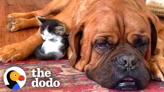 135-Pound Dog Becomes Obsessed With A Tiny Kitten  | The Dodo